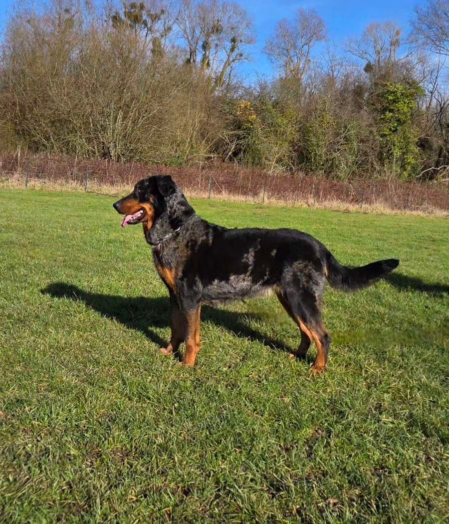 CH. Salem Cendrée de la Noé d'Orient