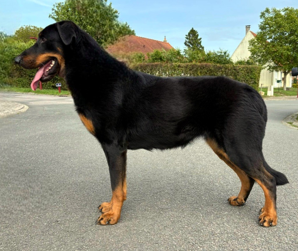 Tess'la Black de la Noé d'Orient