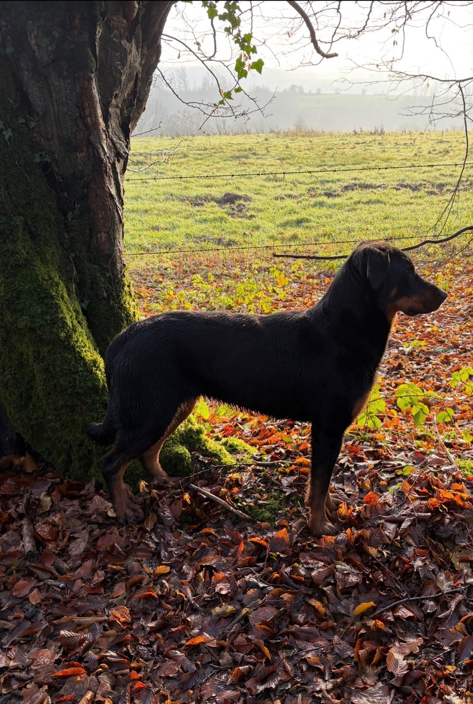 Fortuna Lovi Victoria s Secret