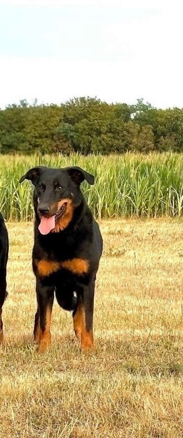 Tess'la Black de la Noé d'Orient