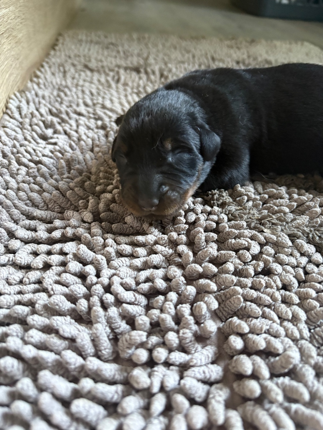 Du Soleil De La Strega - Chiots disponibles - Berger de Beauce