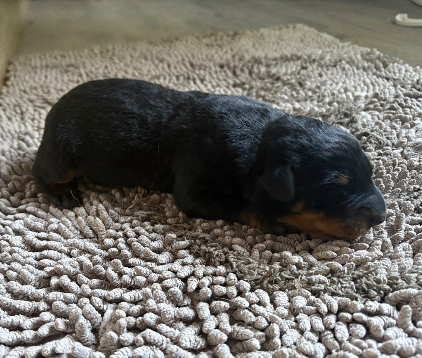 Du Soleil De La Strega - Chiots disponibles - Berger de Beauce