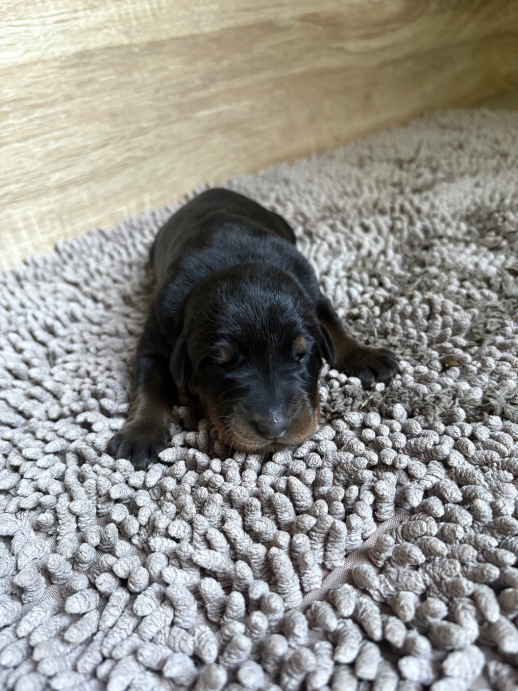 Du Soleil De La Strega - Chiots disponibles - Berger de Beauce