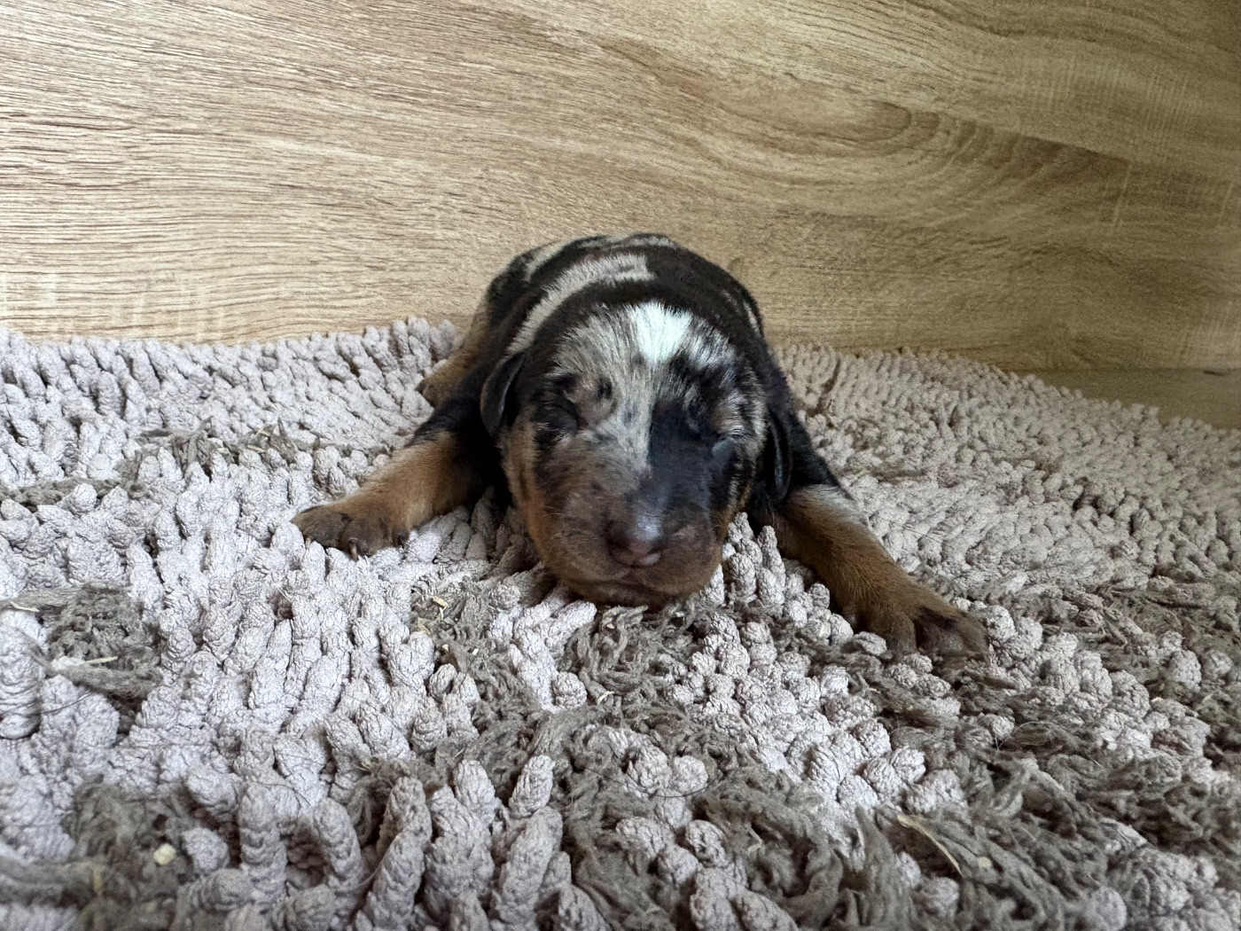 Du Soleil De La Strega - Chiots disponibles - Berger de Beauce