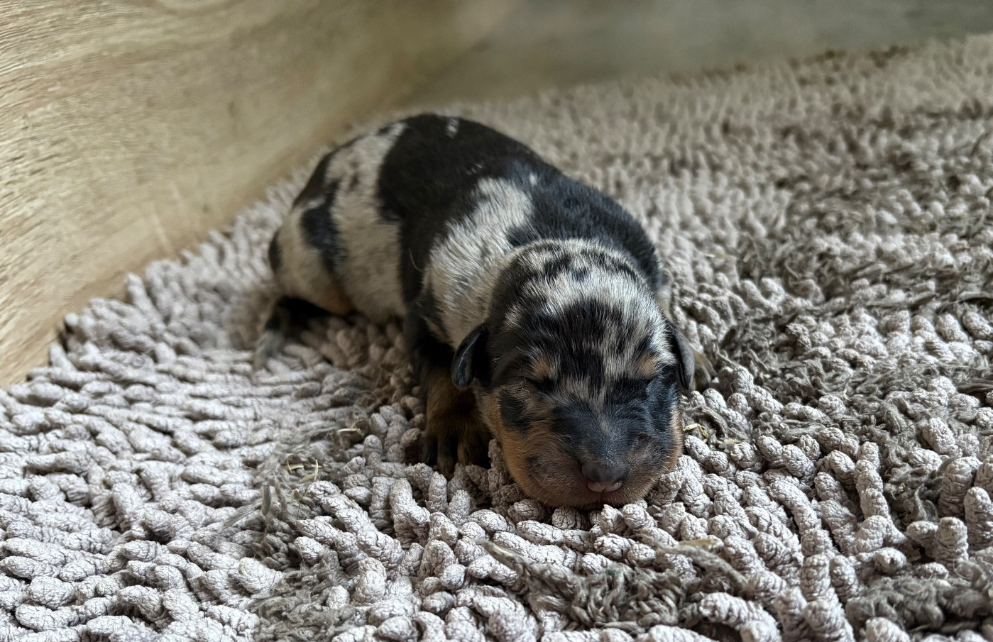 Du Soleil De La Strega - Chiots disponibles - Berger de Beauce