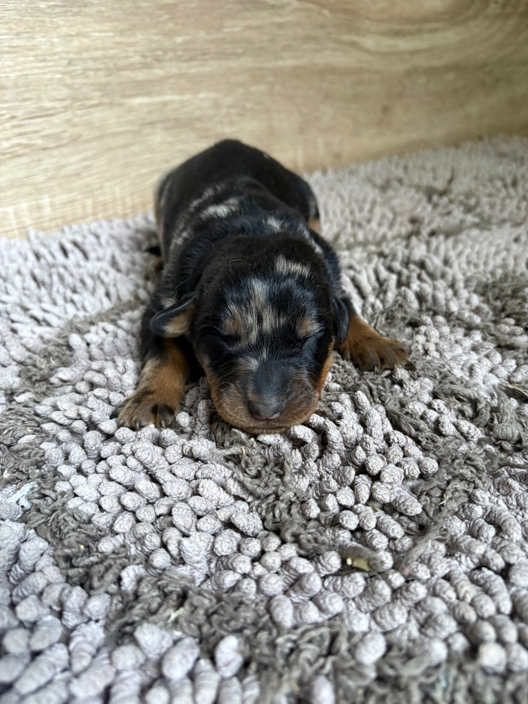 Du Soleil De La Strega - Chiots disponibles - Berger de Beauce