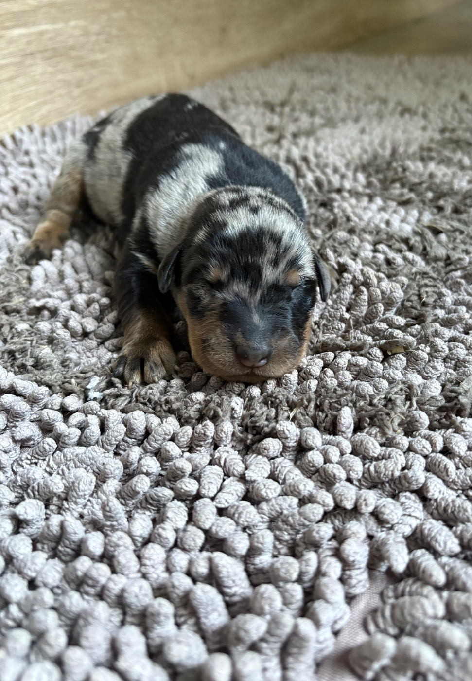 Du Soleil De La Strega - Chiots disponibles - Berger de Beauce