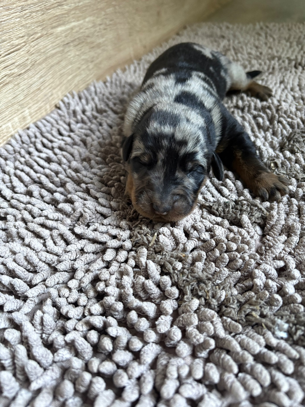 Du Soleil De La Strega - Chiots disponibles - Berger de Beauce