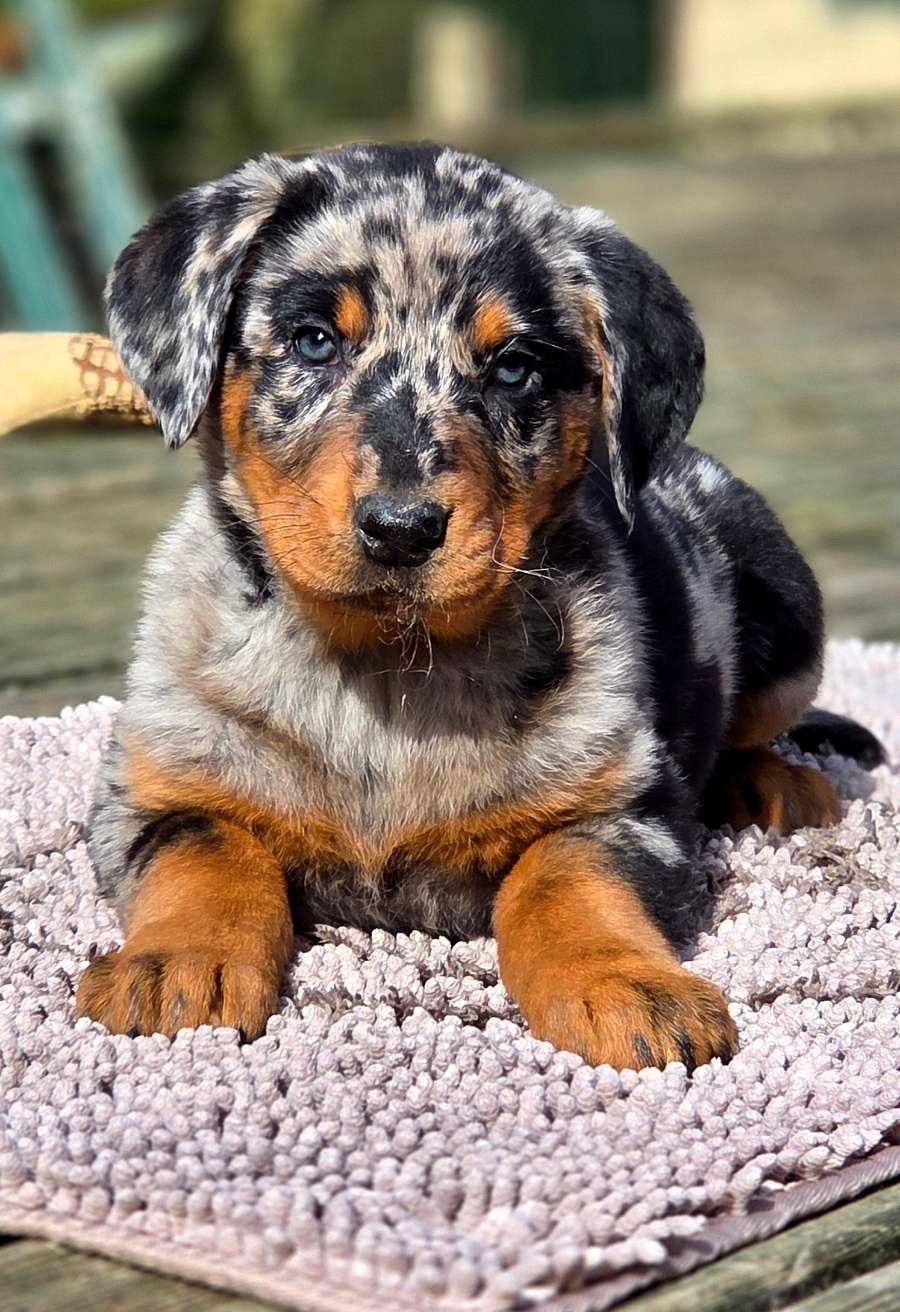 Du Soleil De La Strega - Chiots disponibles - Berger de Beauce