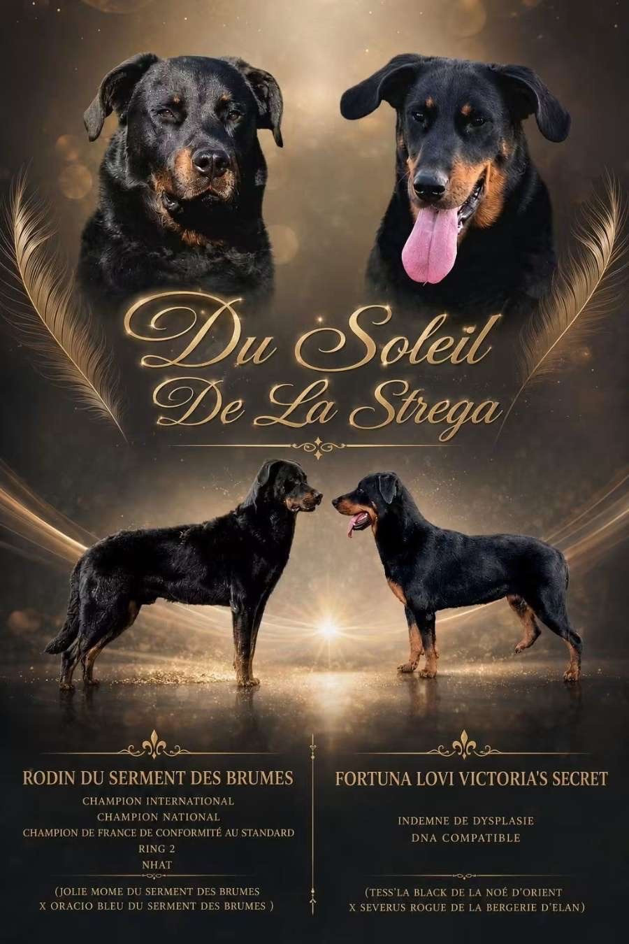 Chiot Berger de Beauce Du Soleil De La Strega
