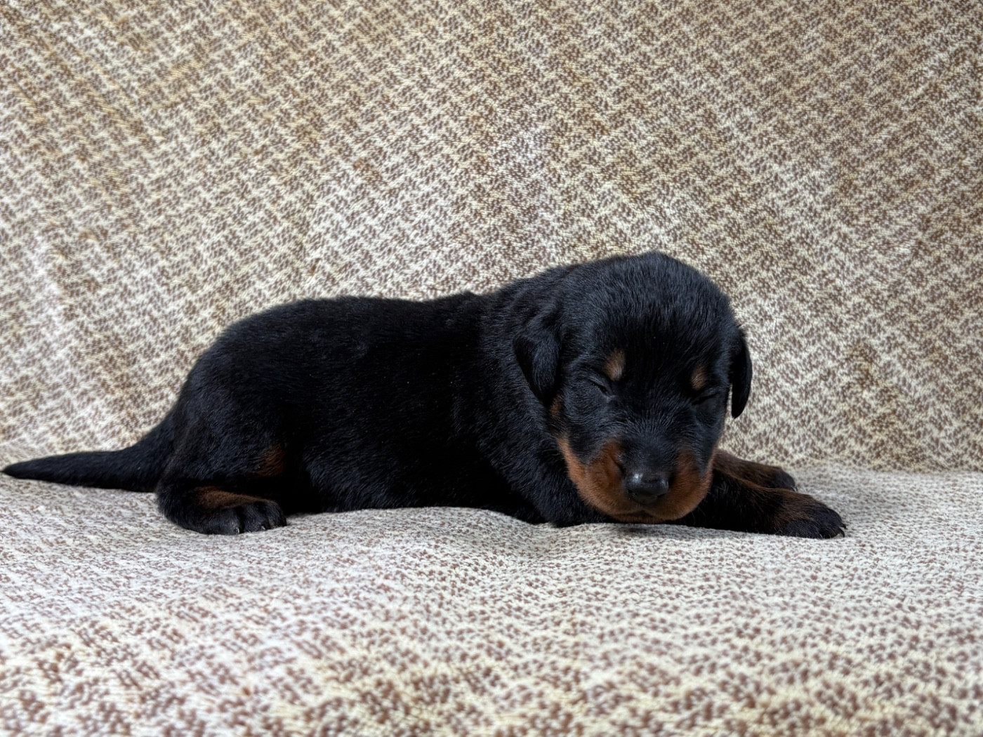 Du Soleil De La Strega - Chiots disponibles - Berger de Beauce