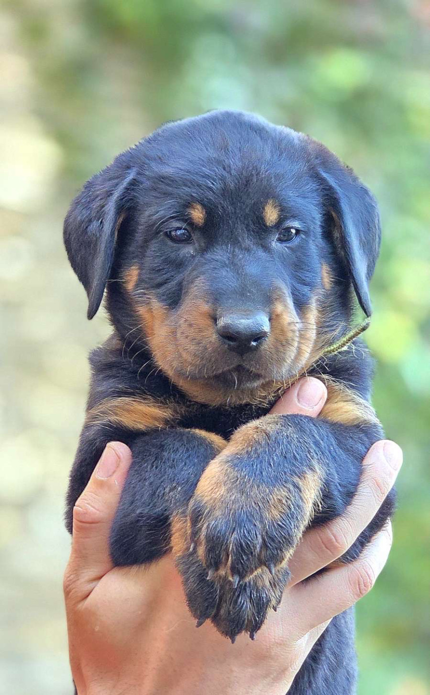 Du Soleil De La Strega - Chiots disponibles - Berger de Beauce
